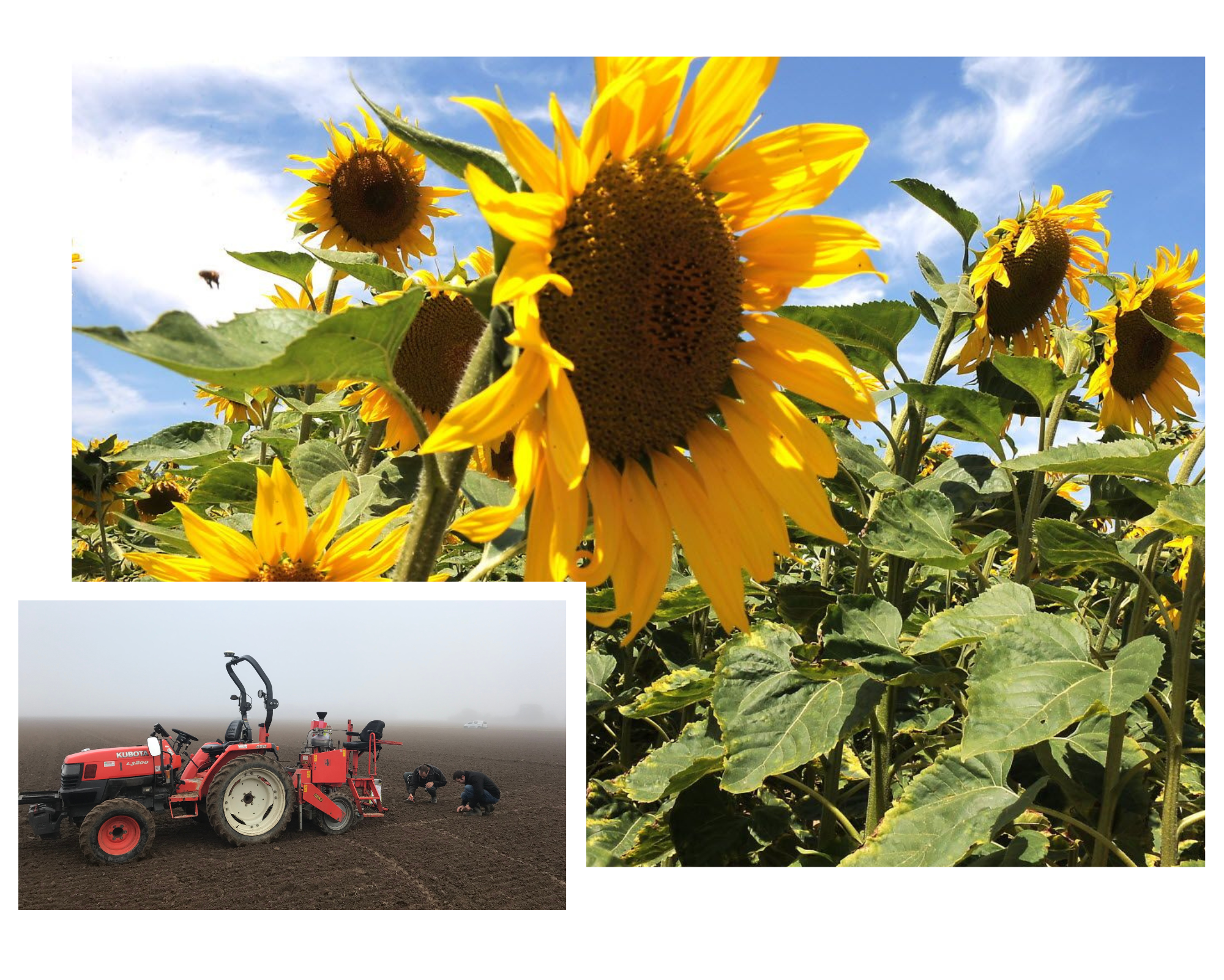 montage photo avec un champ de tournesol en arrière plan avec un tracteur rouge en premier plan